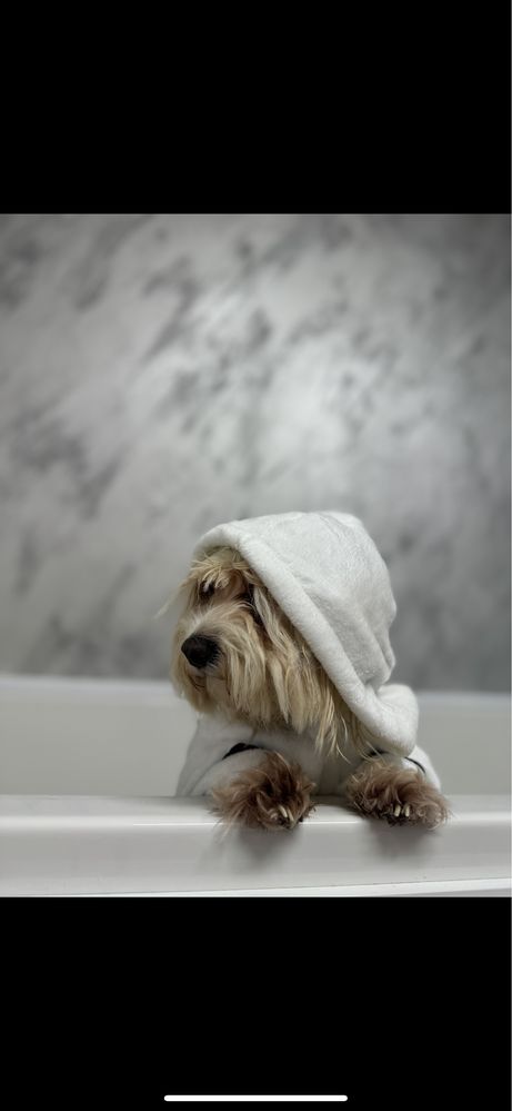 Frizerie canina,feline & spa / tuns catei /salon catei Galati