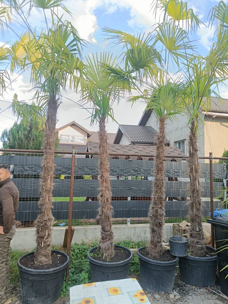 Palmieri Trachycarpus Fortunei 3 - 4m, rezista pună la -20 grade