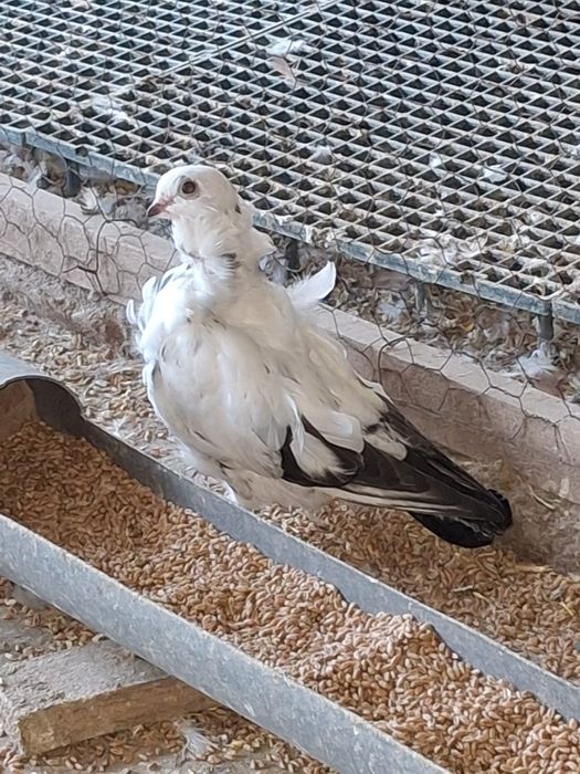 Porumbei pescarusi chinezi