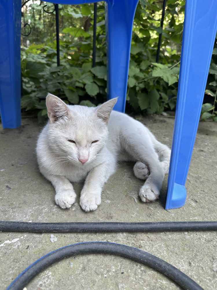 Отдам даром белого кота