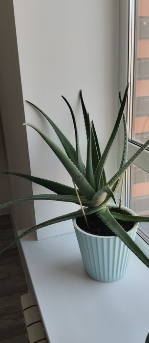 Алоэ комнатное растение