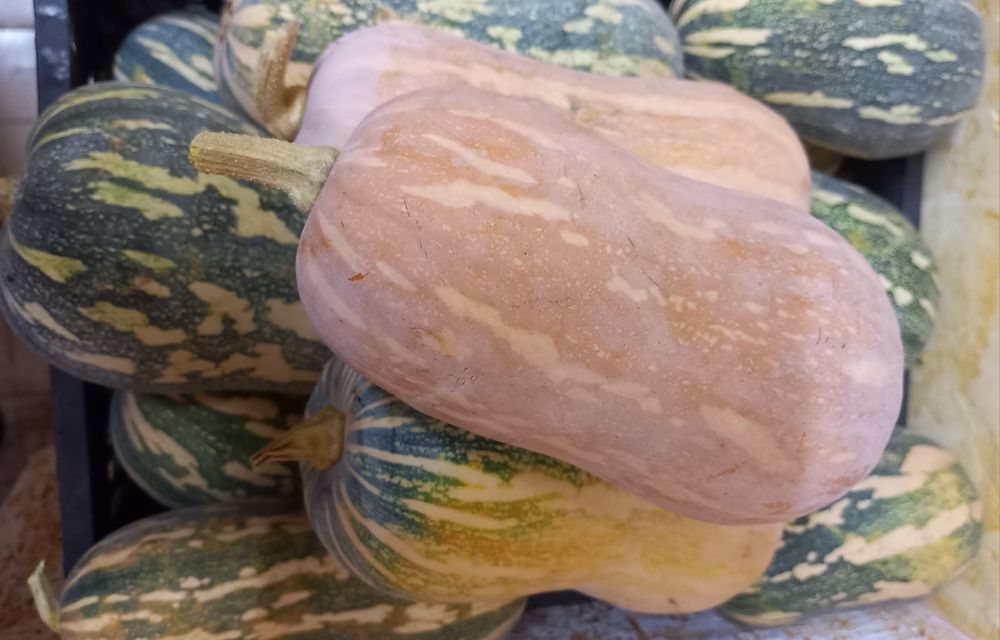 Продаются сладкие тыквы