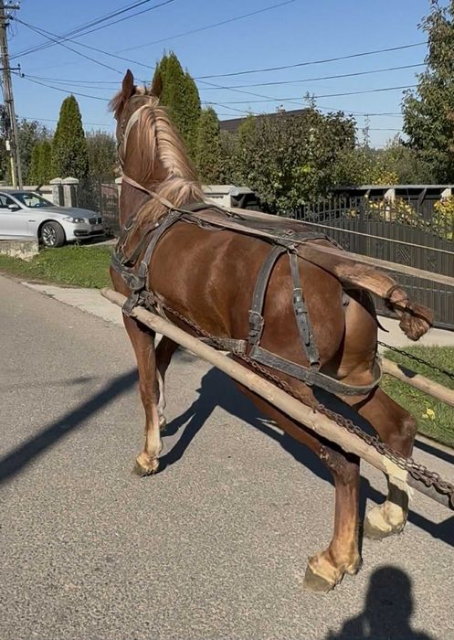 Vând cal castrat de 3 ani