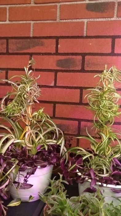 Композиции из разных растений