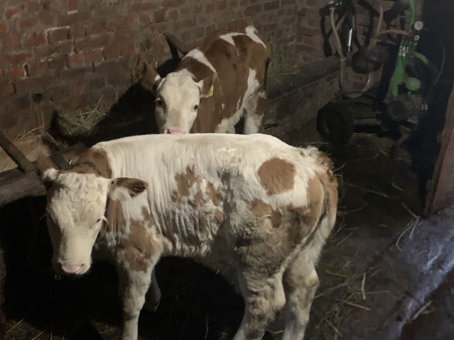 Vand doua vaci cu vitele !