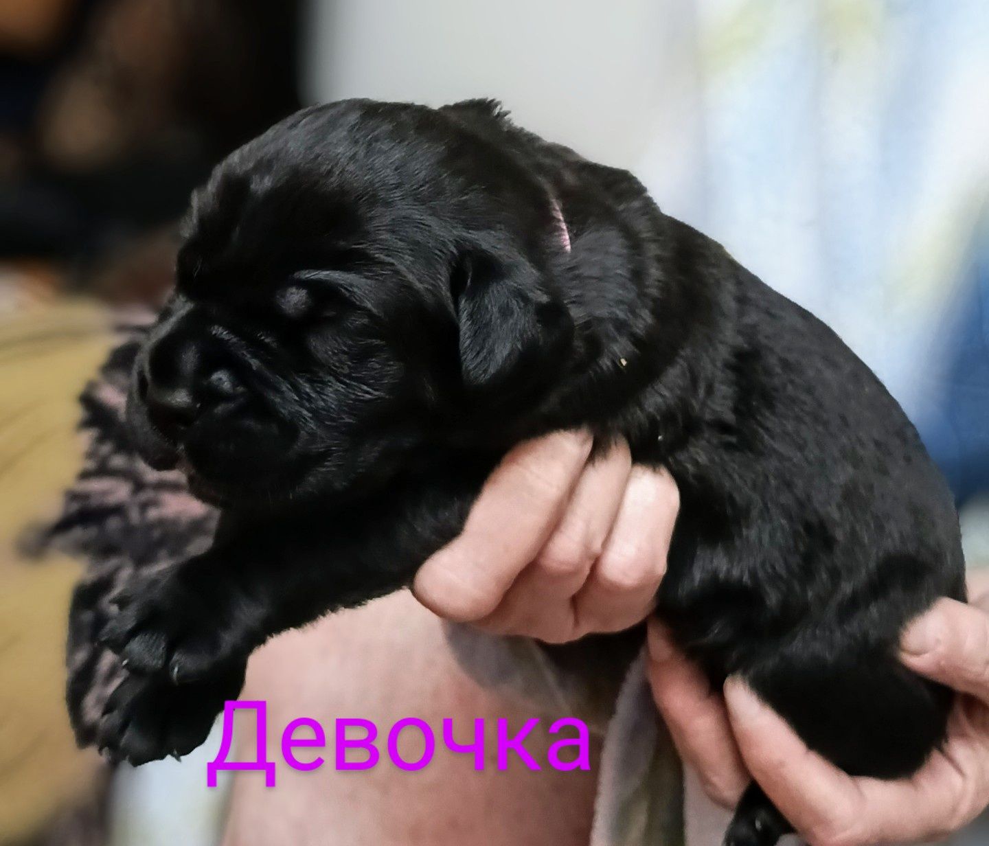Щенки Коне-Корсо.