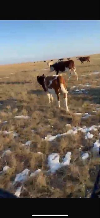 Быки.       Бычки.