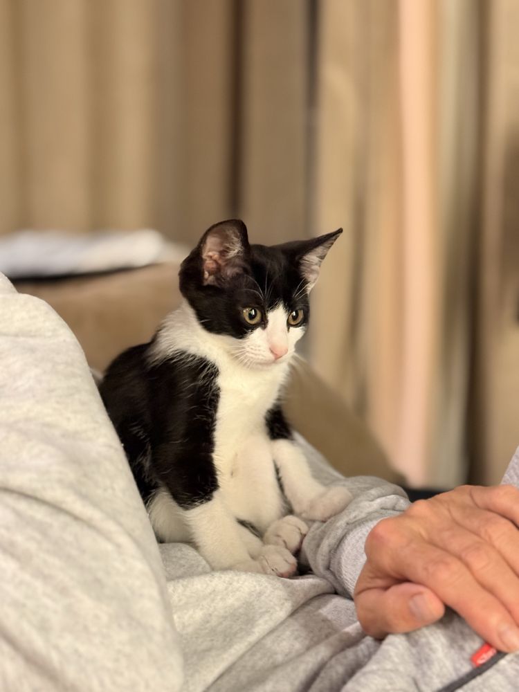 Adopta un pisicut dragut