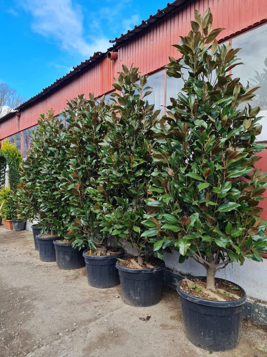 Magnolia grandiflora