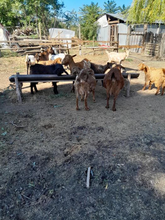 Vand 6 capre,5 iede si 1 țap