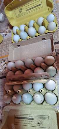 Vand oua verzi pentru consum sau incubator