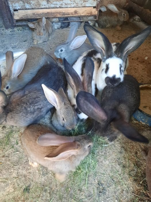 Vând iepurași de rasă