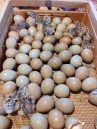 Oua fazan comun și tenebros