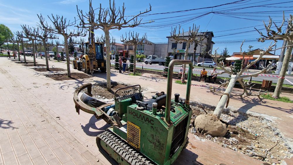 Transplantari copaci cu utilaj specializat