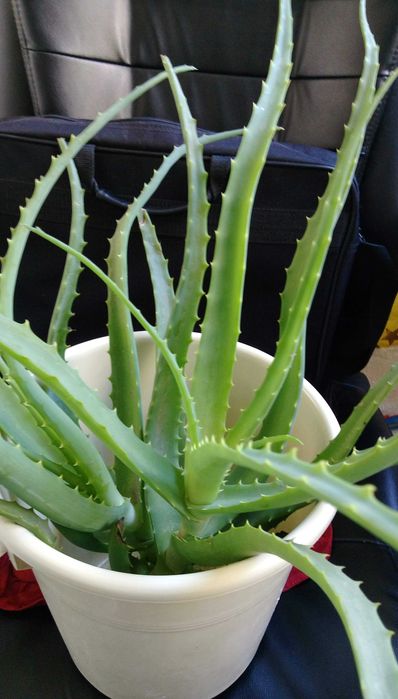 Продавам цветя Алое лечебно