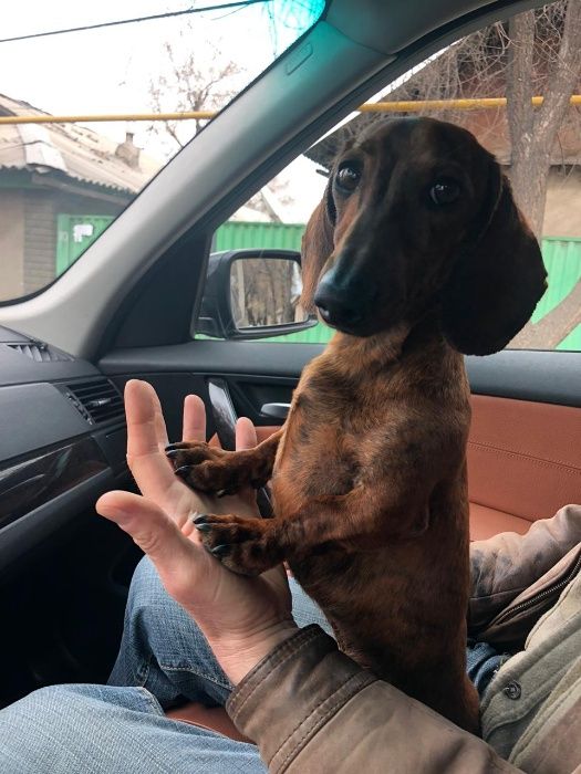 Ищет подругу красивый кобель тигровой мини таксы,с родословной