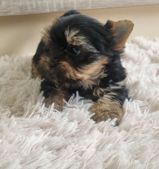 Йоркширски Териер МИНИ