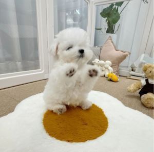 Bichon maltez mini toy