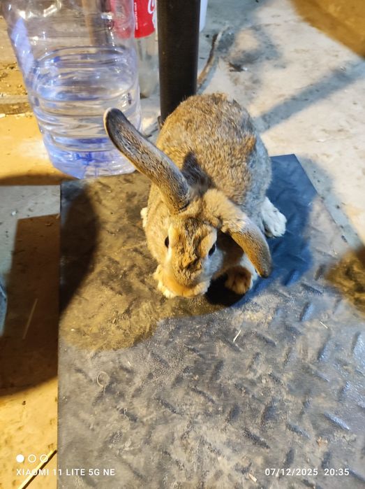 Quyonlar sotiladi korimda boqilgan