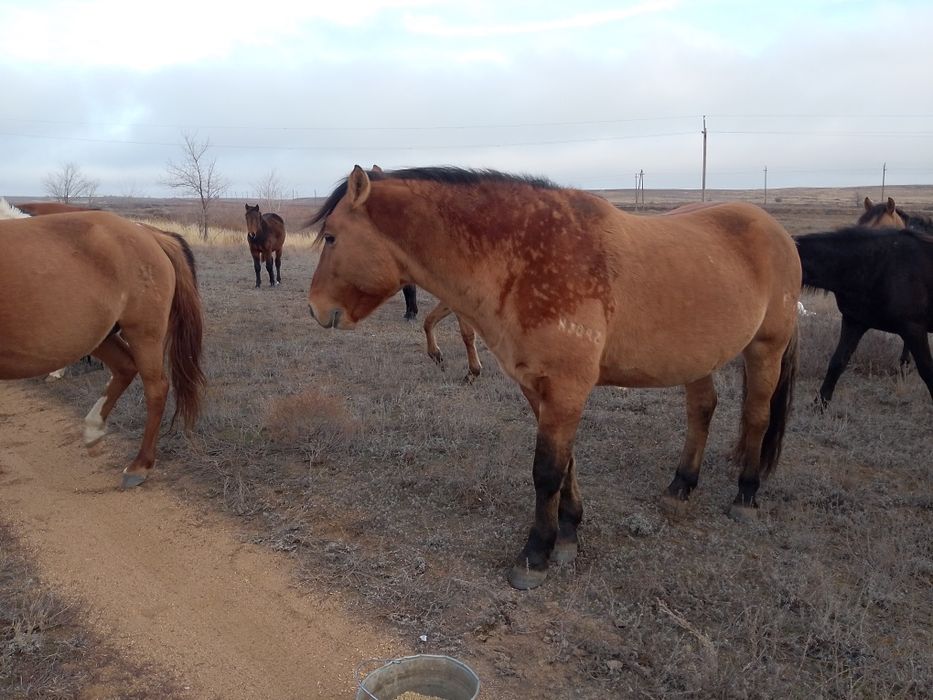 Продаётся айгыр мугалжар