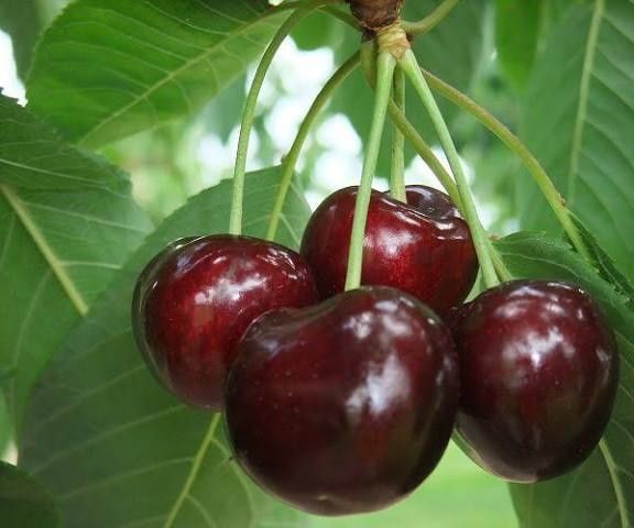 Soiuri cires pe gisela 6