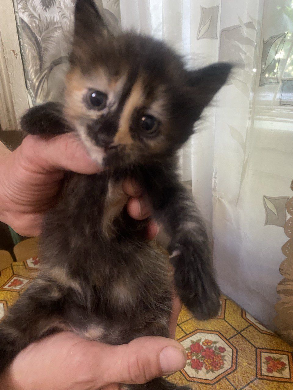 Отдам котят бесплатно