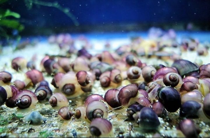 Ампулярии цветные, яркие классные улитки. Аквариумы, неоны