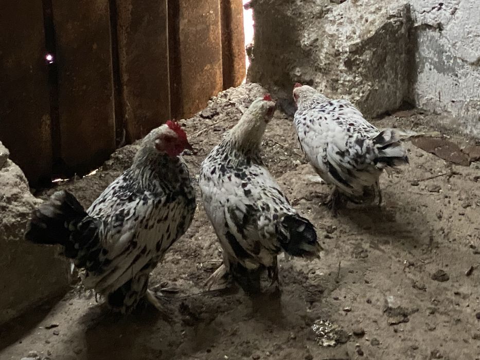 Cocosei mii de flori