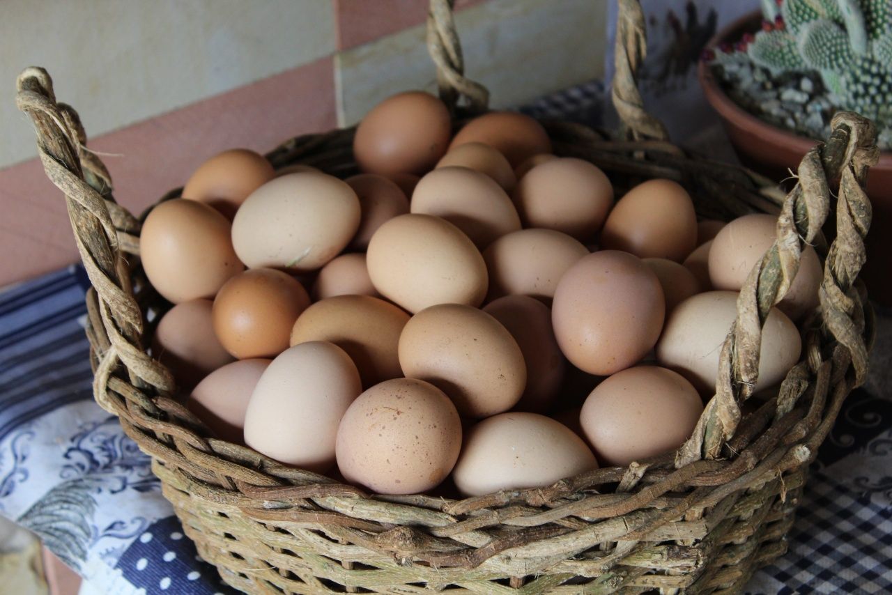 Oua de găină și prepelita proaspete și de incubat