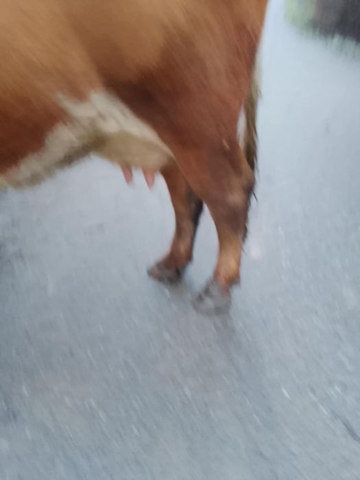 Vaca este inca in garanție