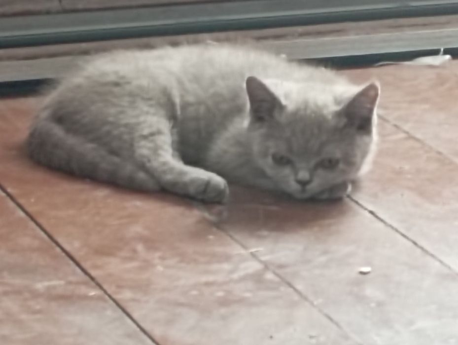 Skoyiw strayt mushukchamiz sotladi