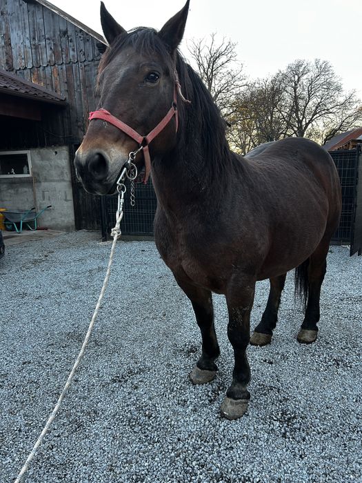 Vand iapa de 8 ani, gestanta