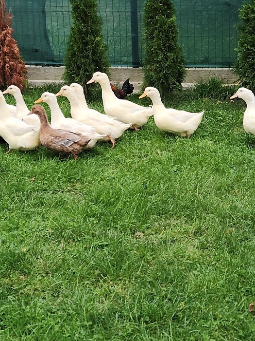 Rate pentru carne sau reproducere