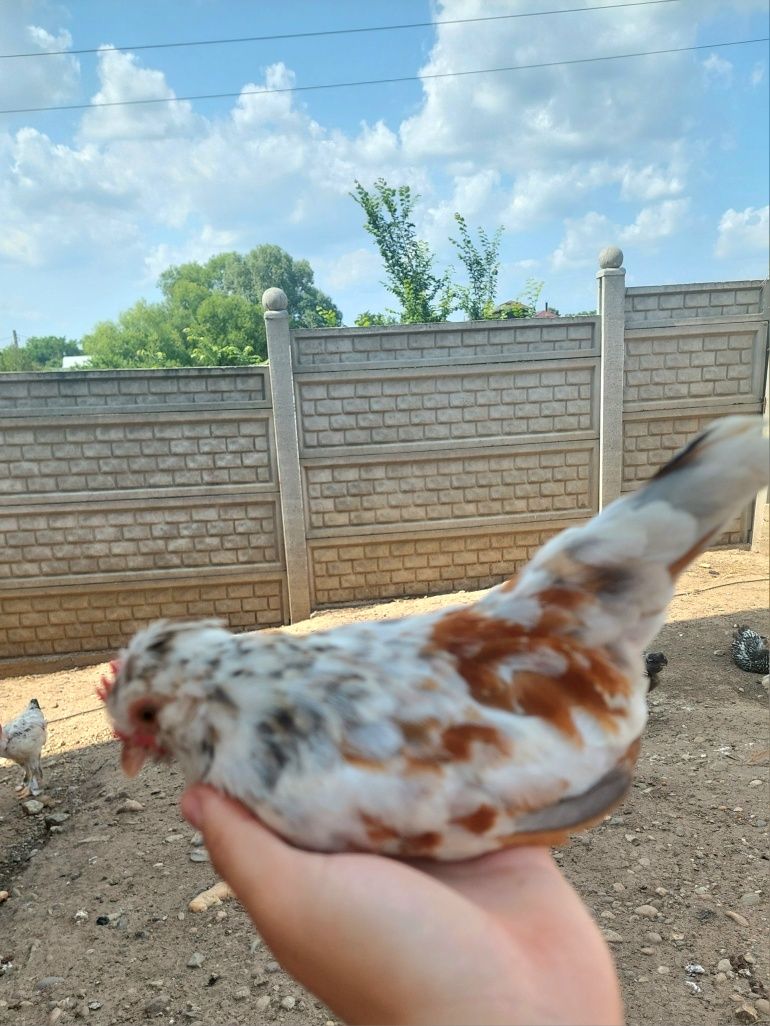 Pui pitici Struma Bantam