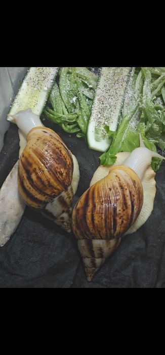 Улитки Ахатины Альбино