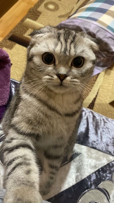 Шотландская вислоухая кошка и её 3 детей