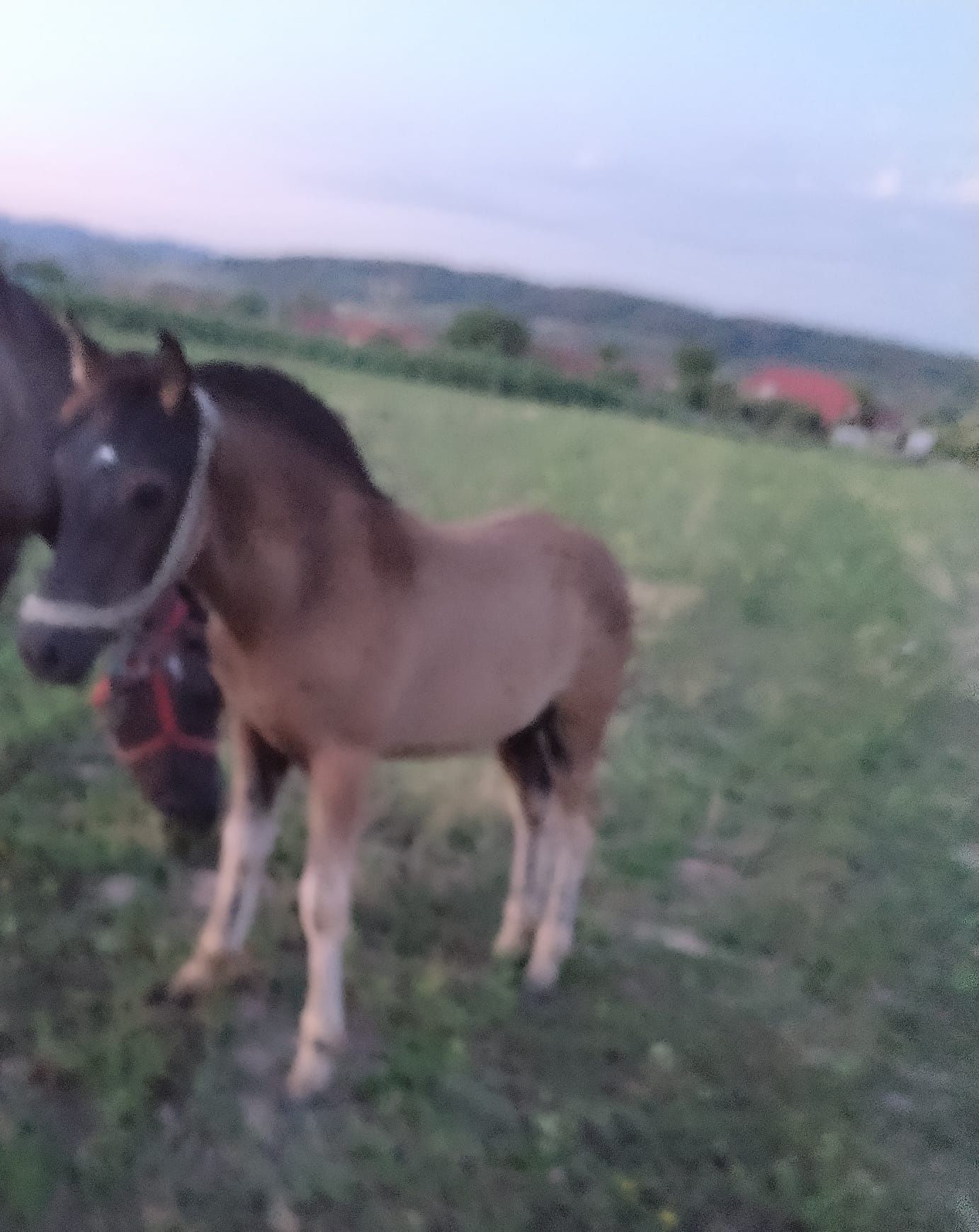 De vânzare mânză