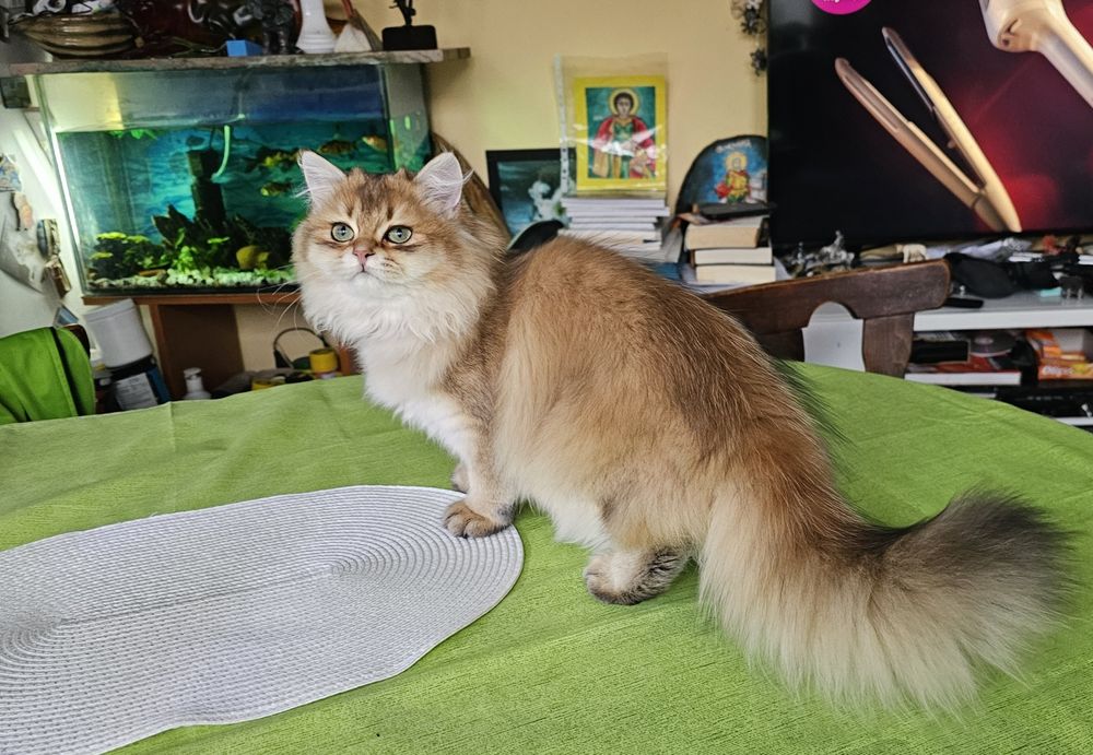 Британски дългокосмести котенца