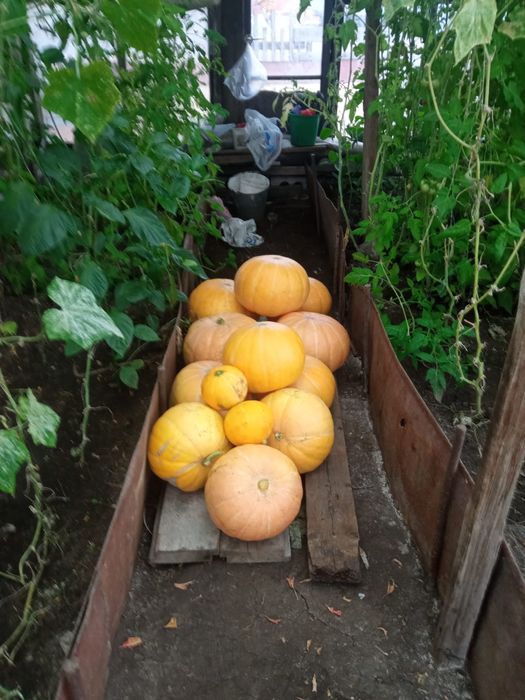 Тыква домашняя..