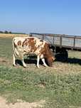 Vand vaca Red Holstein