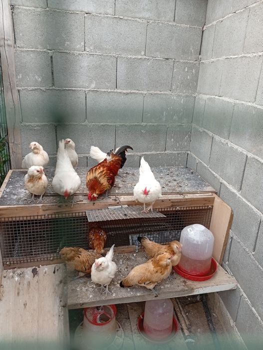 Găinuțe pitice bărboase de Anvers