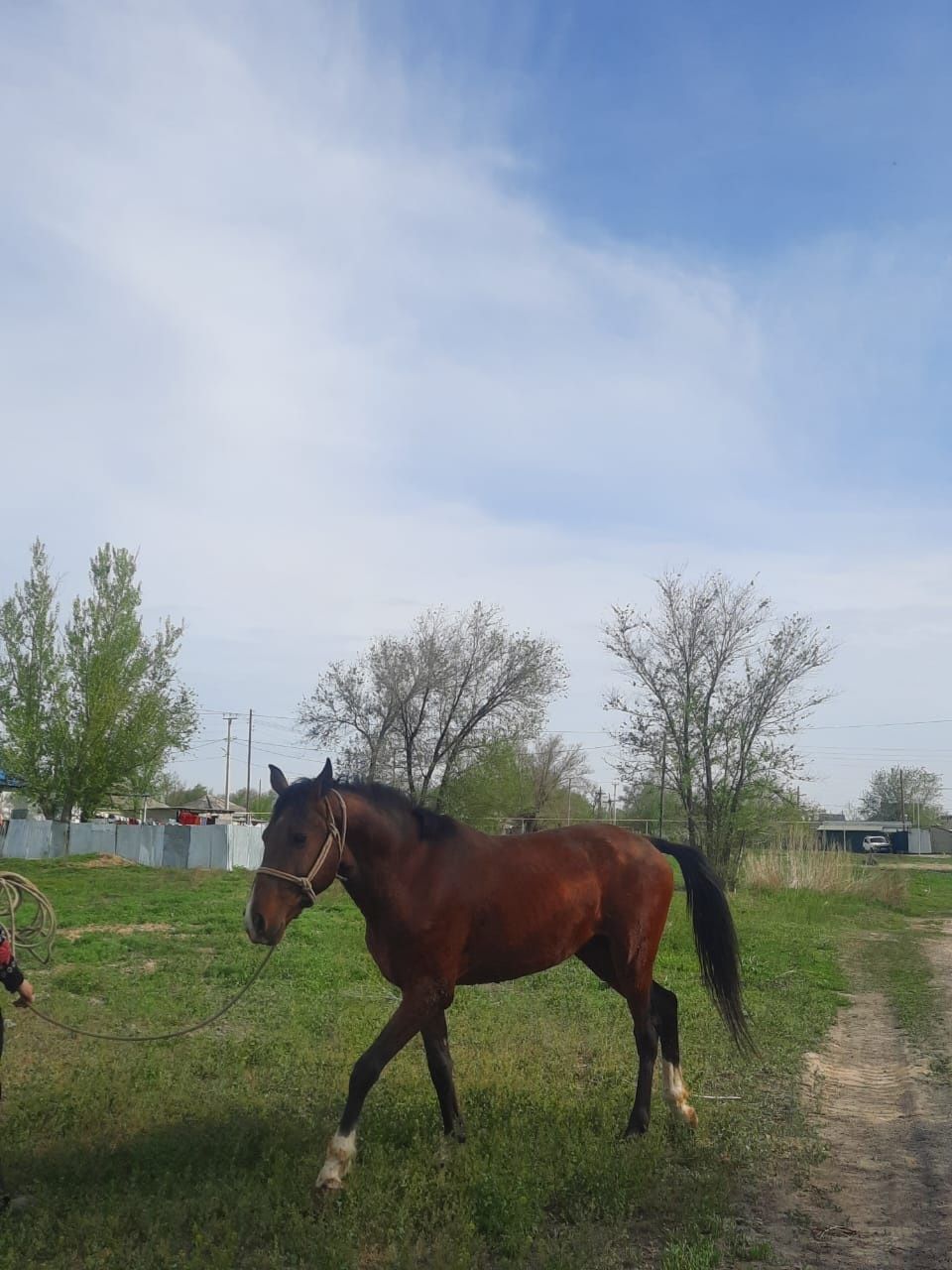 Жеребец Айгыр сатылады срочно