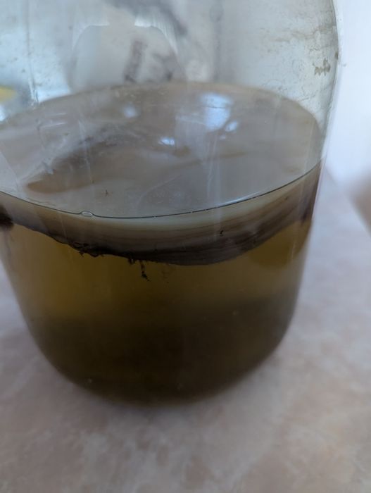 Чайный гриб (комбуча)