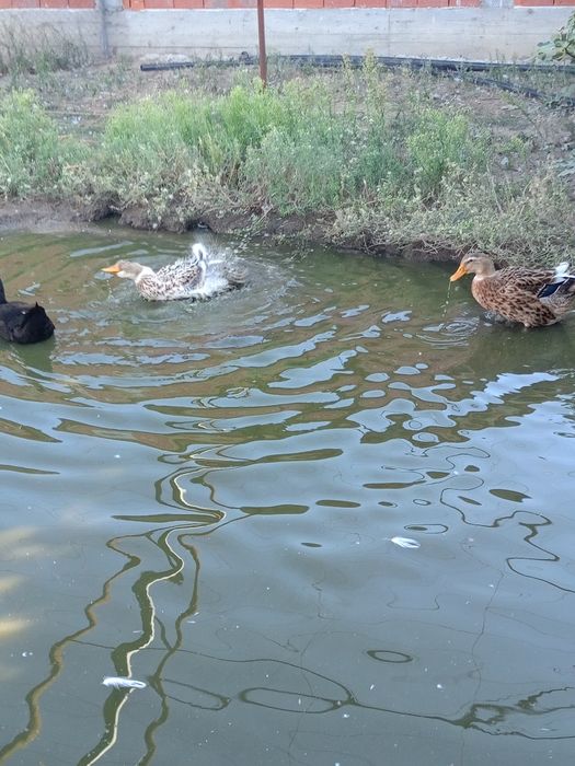Две женски патици