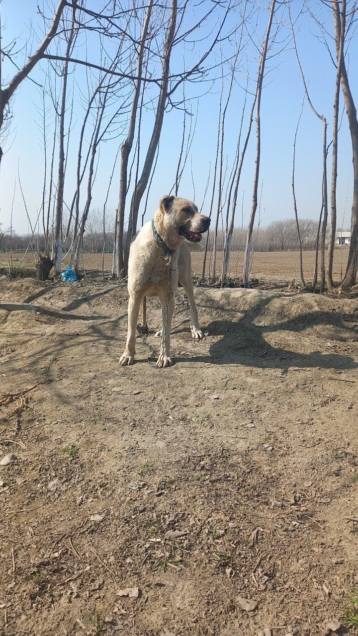Toza Chupon kuchuk