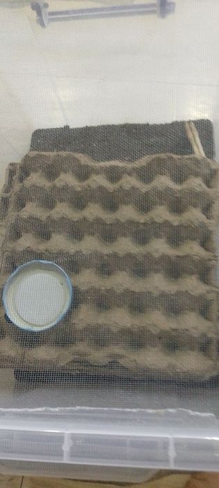 Продаю мадагаскарских, шипящих тараканов