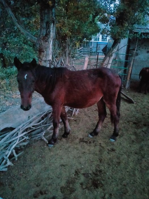 Тай сатылады еркек