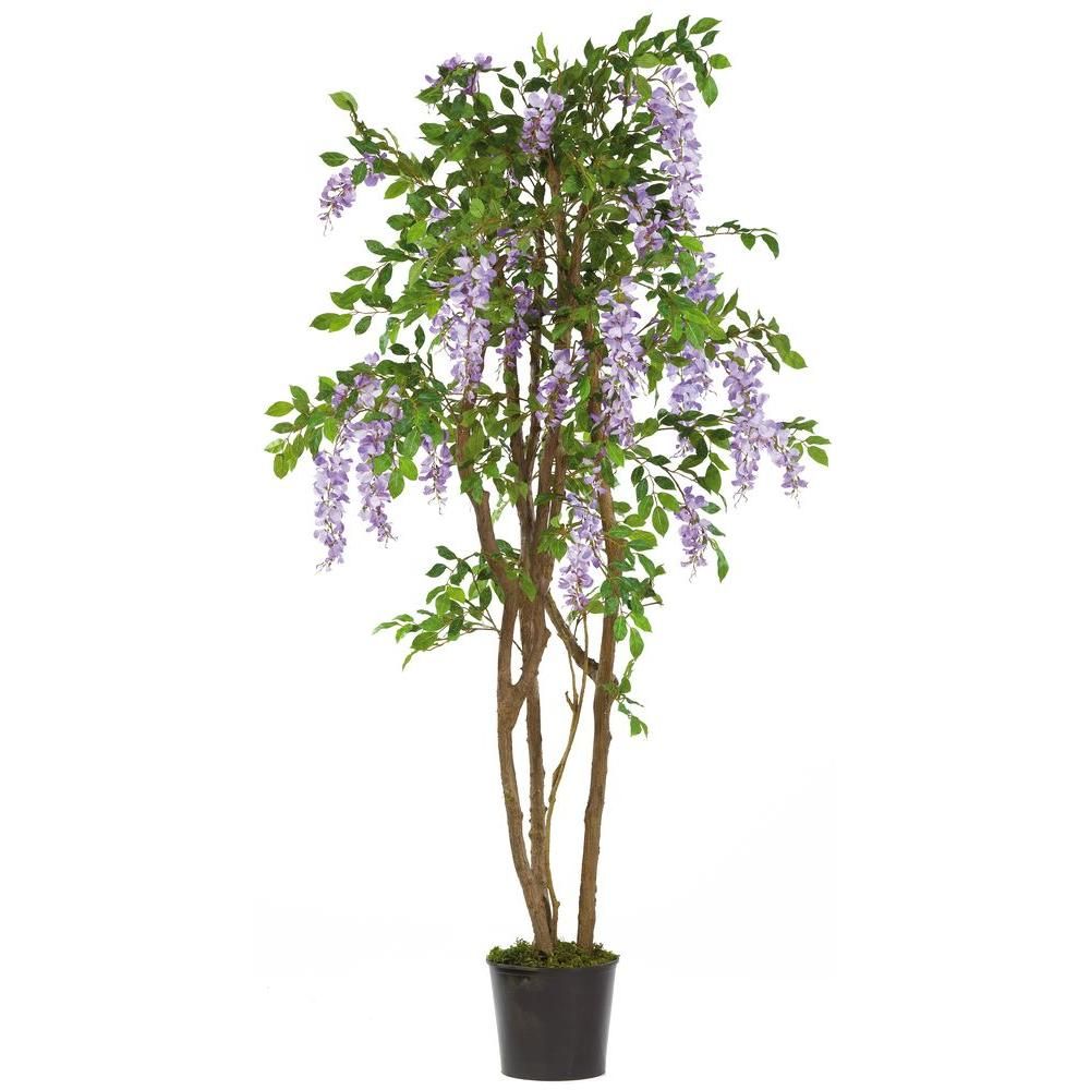 Puieti Wisteria mov 30 cm