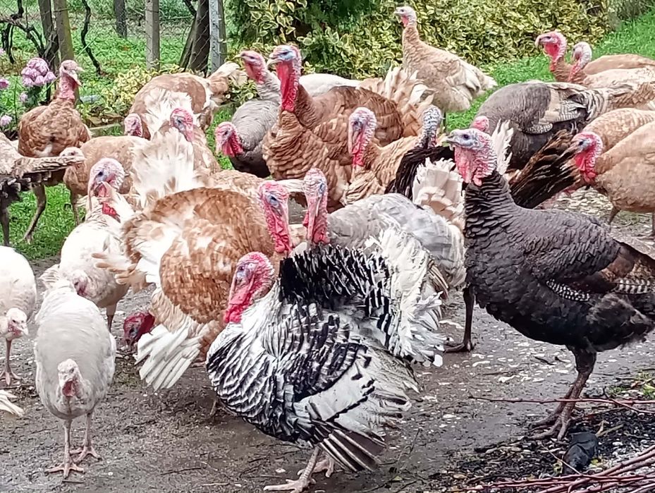 Продавам пуяци , средно по 8 кг е единия , цена 15лв. С Всно поле