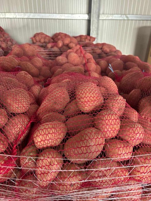 Vând Cartofi Soraya Si Bellarosa Polonia Calitate de Top